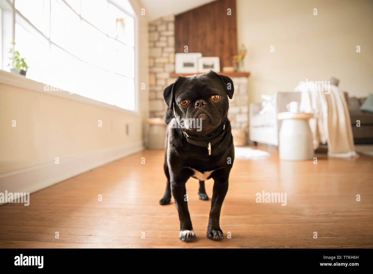 Portrait of black pug standing at home Stock Photo