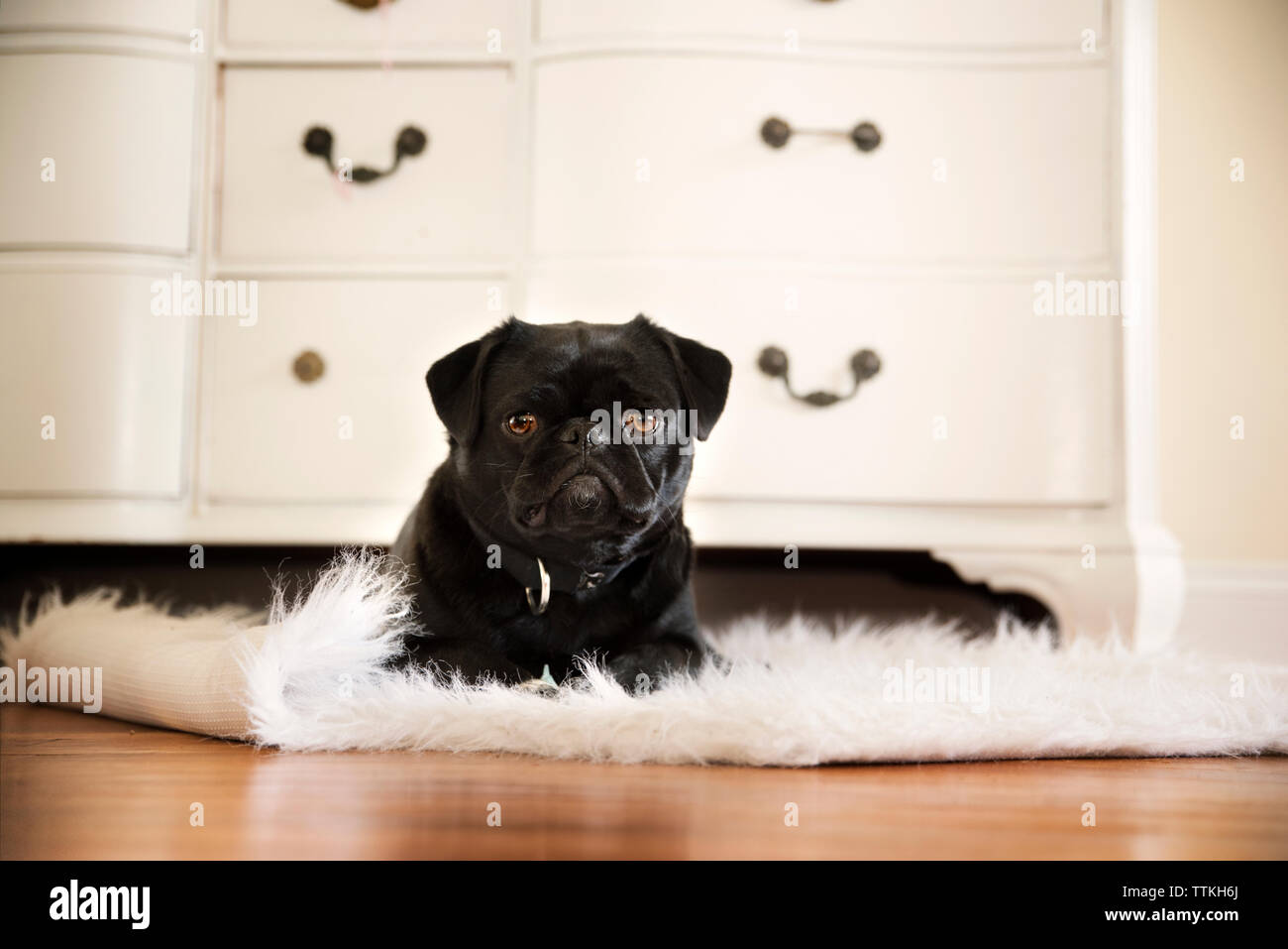 Portrait of black pug relaxing on rug at home Stock Photo