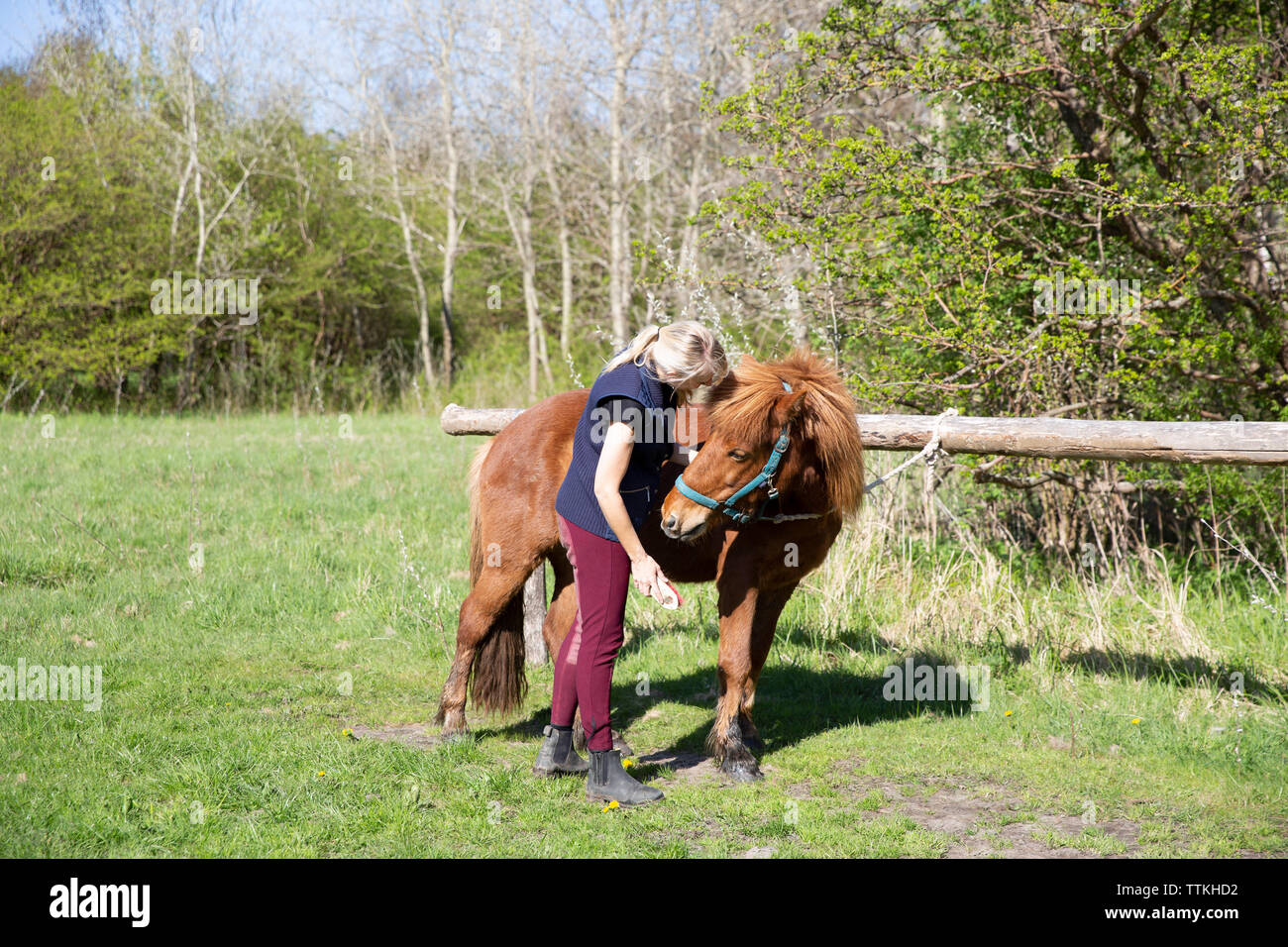 Side view of woman brushing horse while standing on field during sunny day Stock Photo