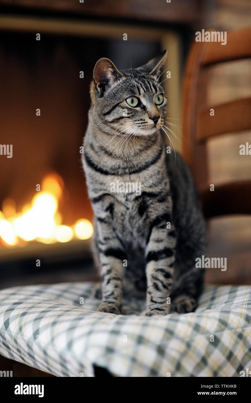 Close-up of tabby cat looking away while sitting on chair against fireplace at home Stock Photo