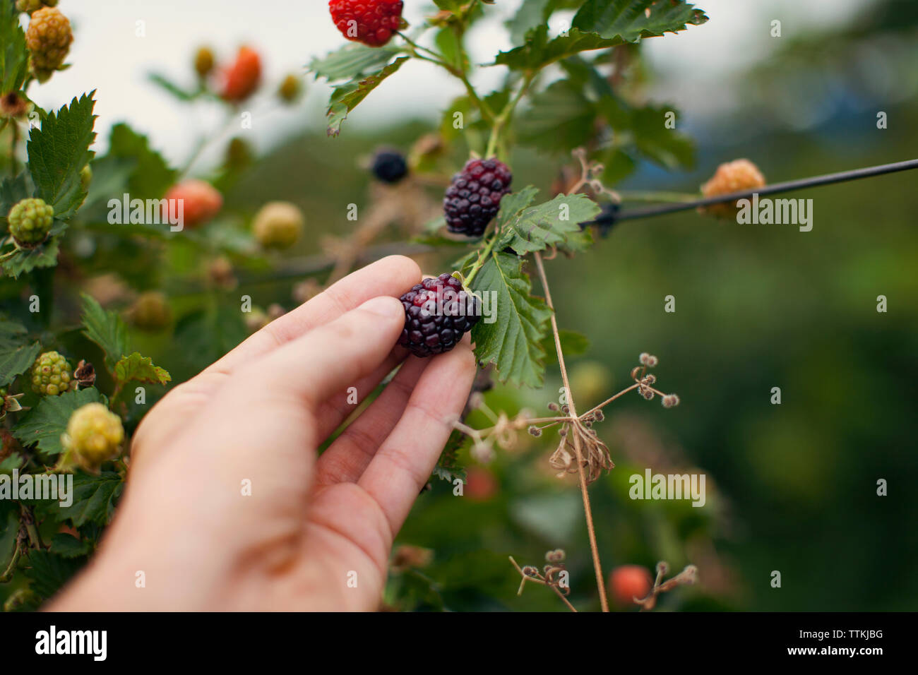 Cropped image of woman harvesting blackberries from plant at farm Stock Photo