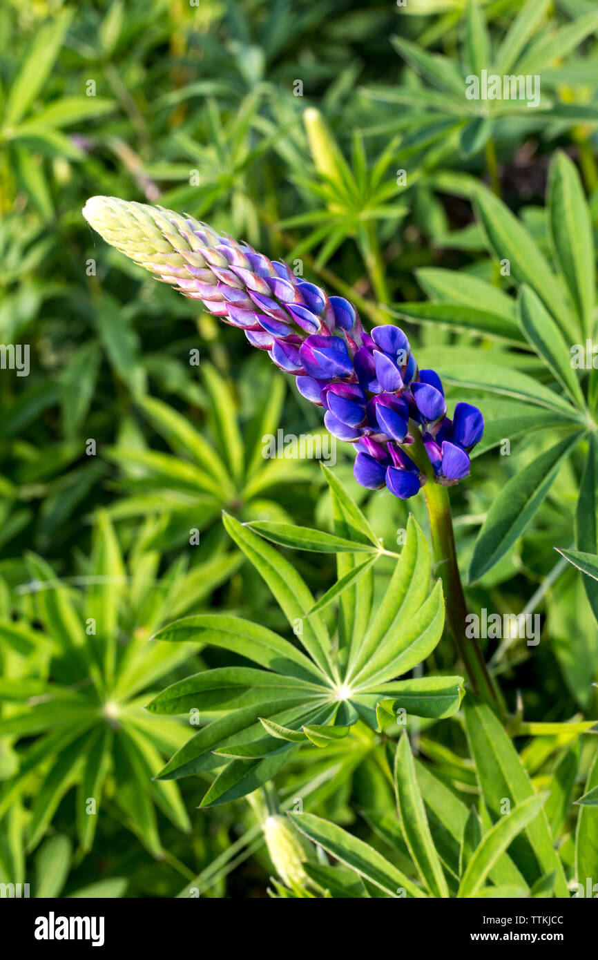 Garden Lupin flowers in spring, Germany Stock Photo