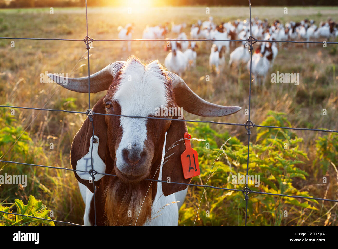 Portrait of goat behind fence on field Stock Photo