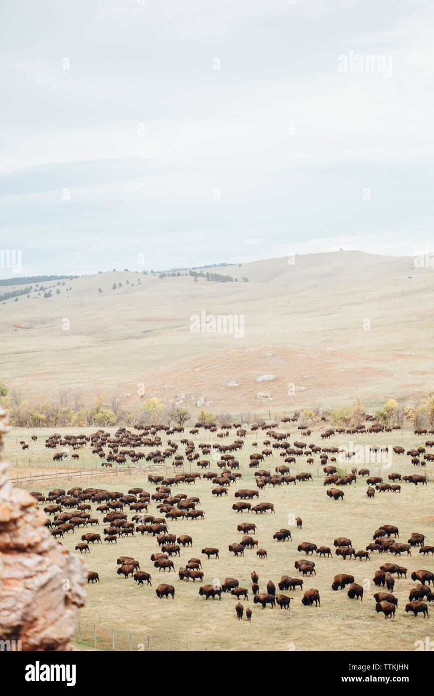 High angle view of American bison herd gazing at field against sky Stock Photo