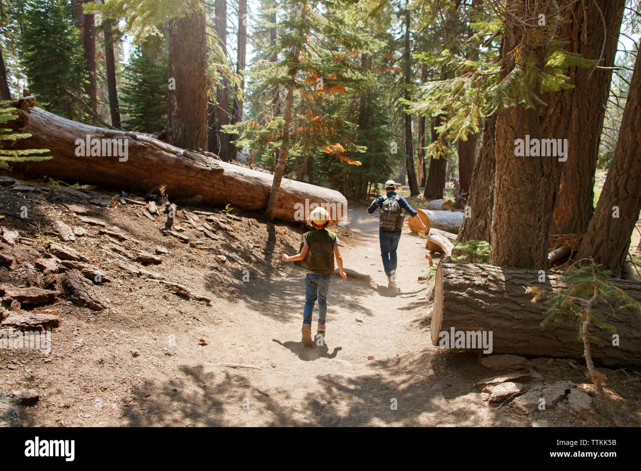 Rear view of father and daughter walking amidst trees in forest Stock ...