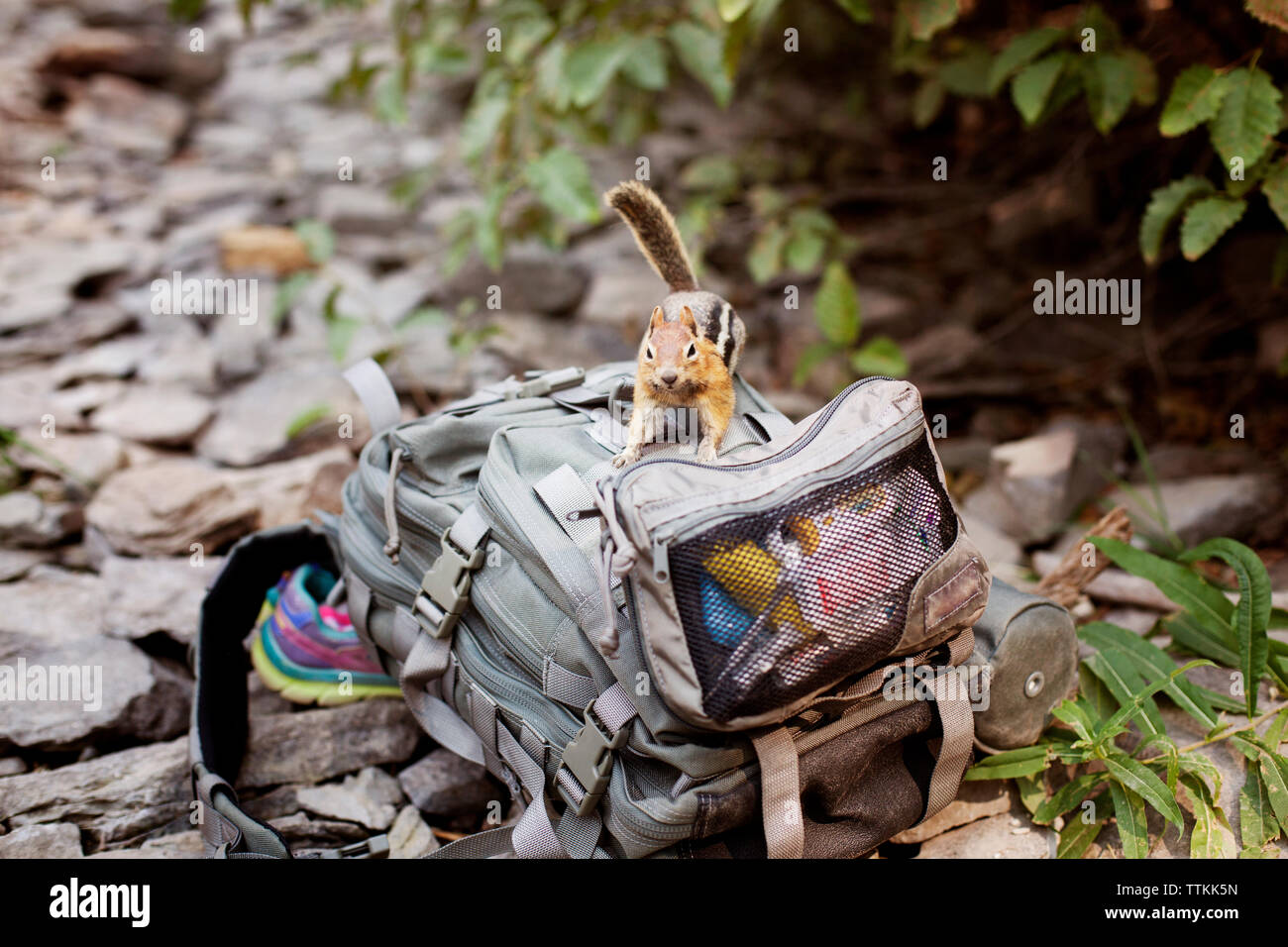 Chipmunk Backpack Abandoned Backpack High Resolution Stock Photography and Images - Alamy