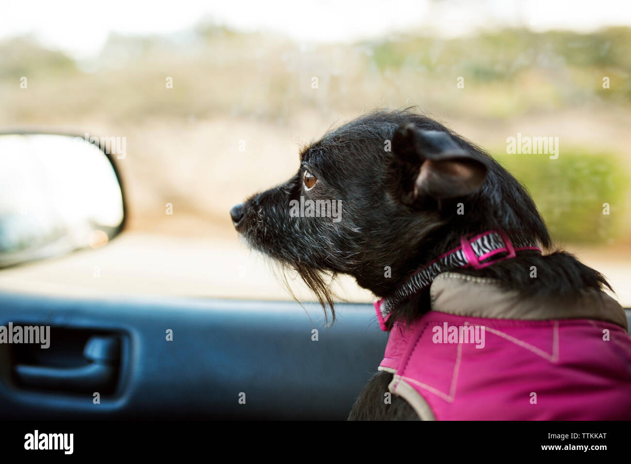 Side view of dog sitting in car Stock Photo Alamy