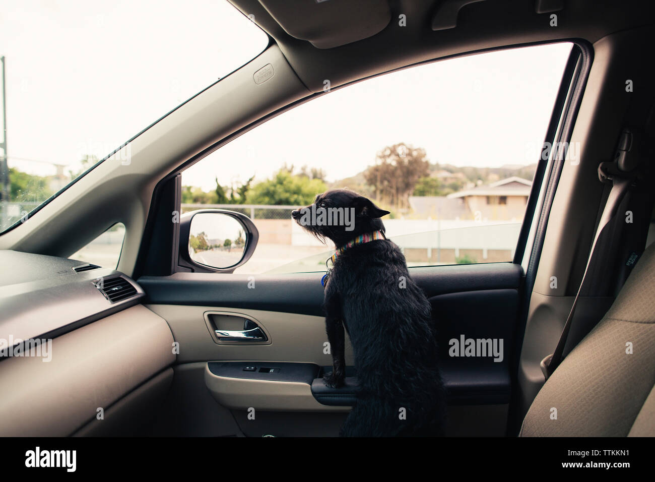 Dog looking away while rearing up in car Stock Photo