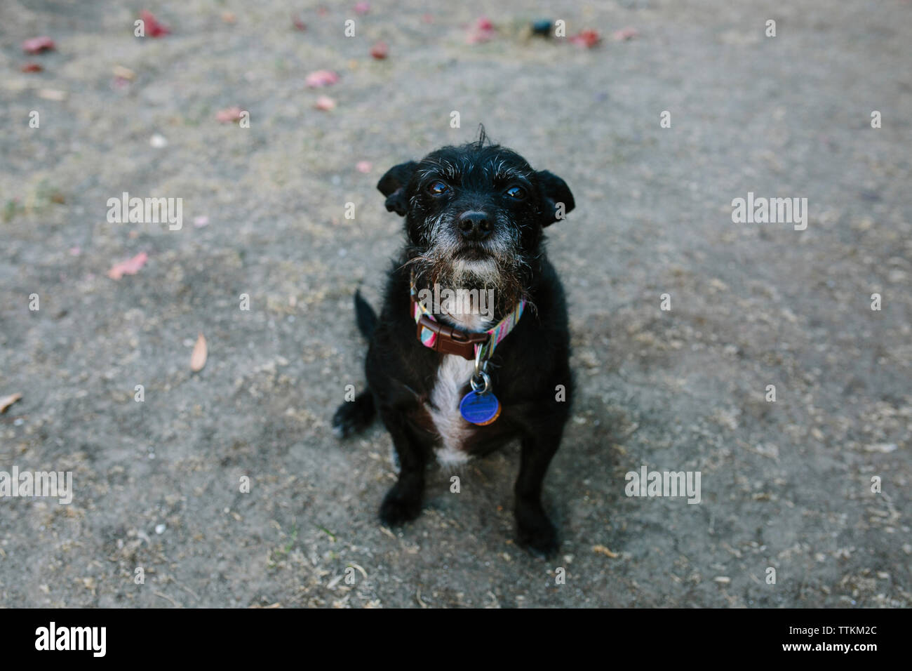 High angle portrait of black dog sitting on street Stock Photo - Alamy
