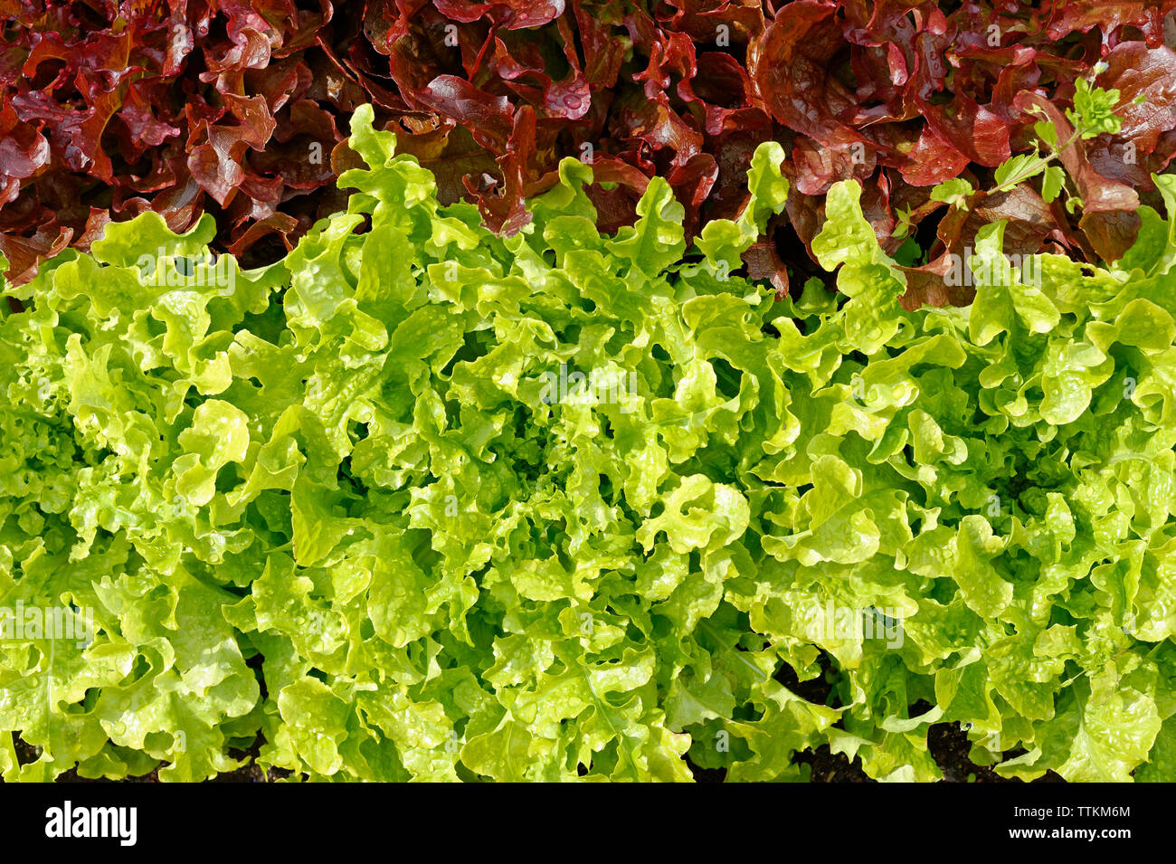lettuce green and red Stock Photo