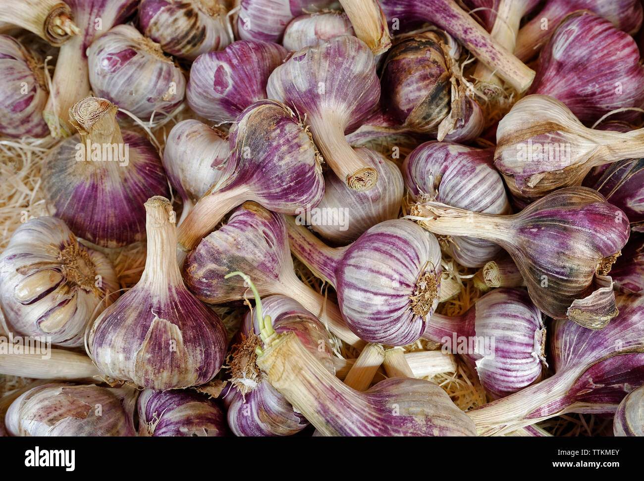 Purple French Garlic Stock Photo