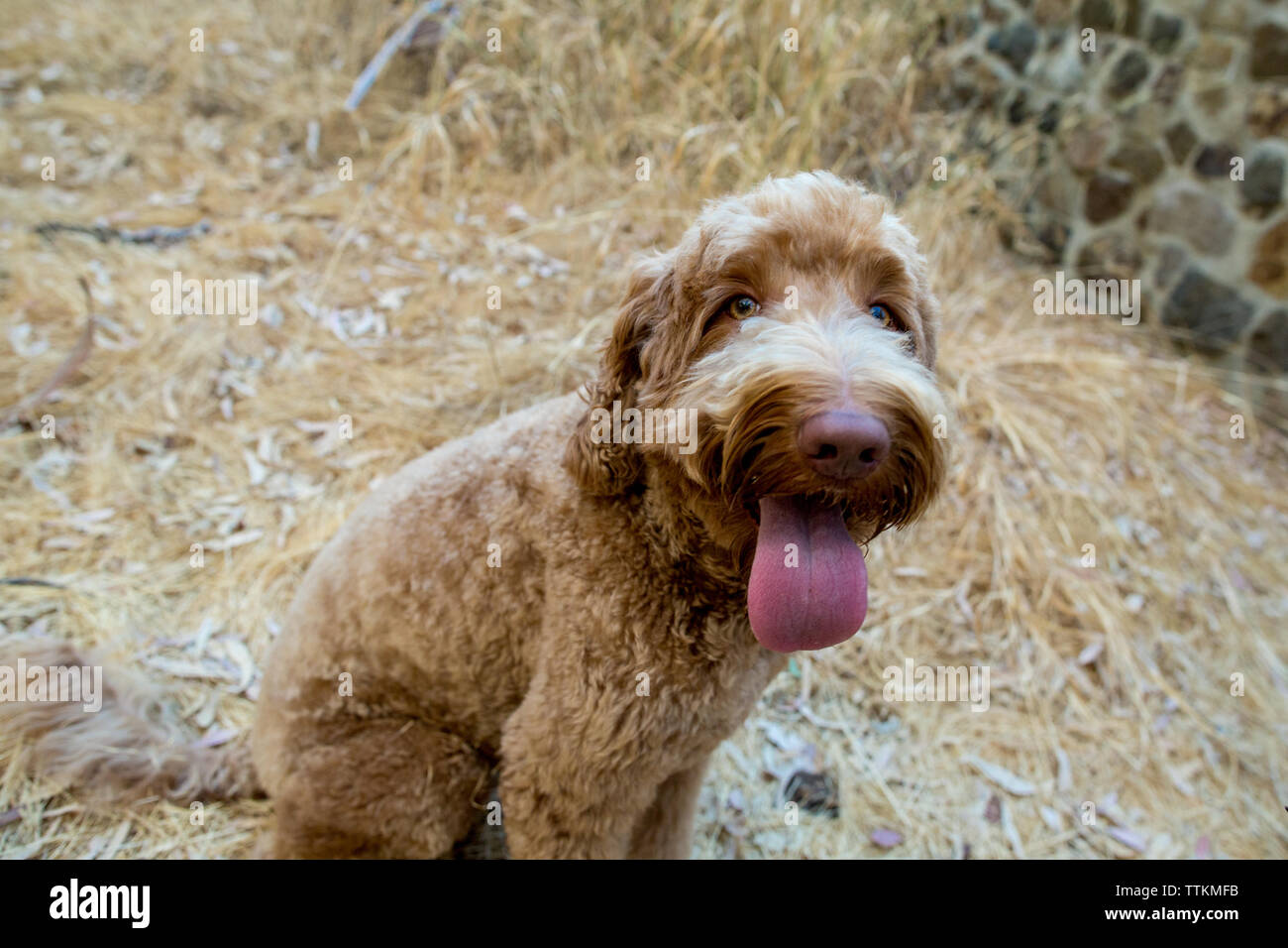 Closeup portrait of a labradoodle with her tongue out Stock Photo