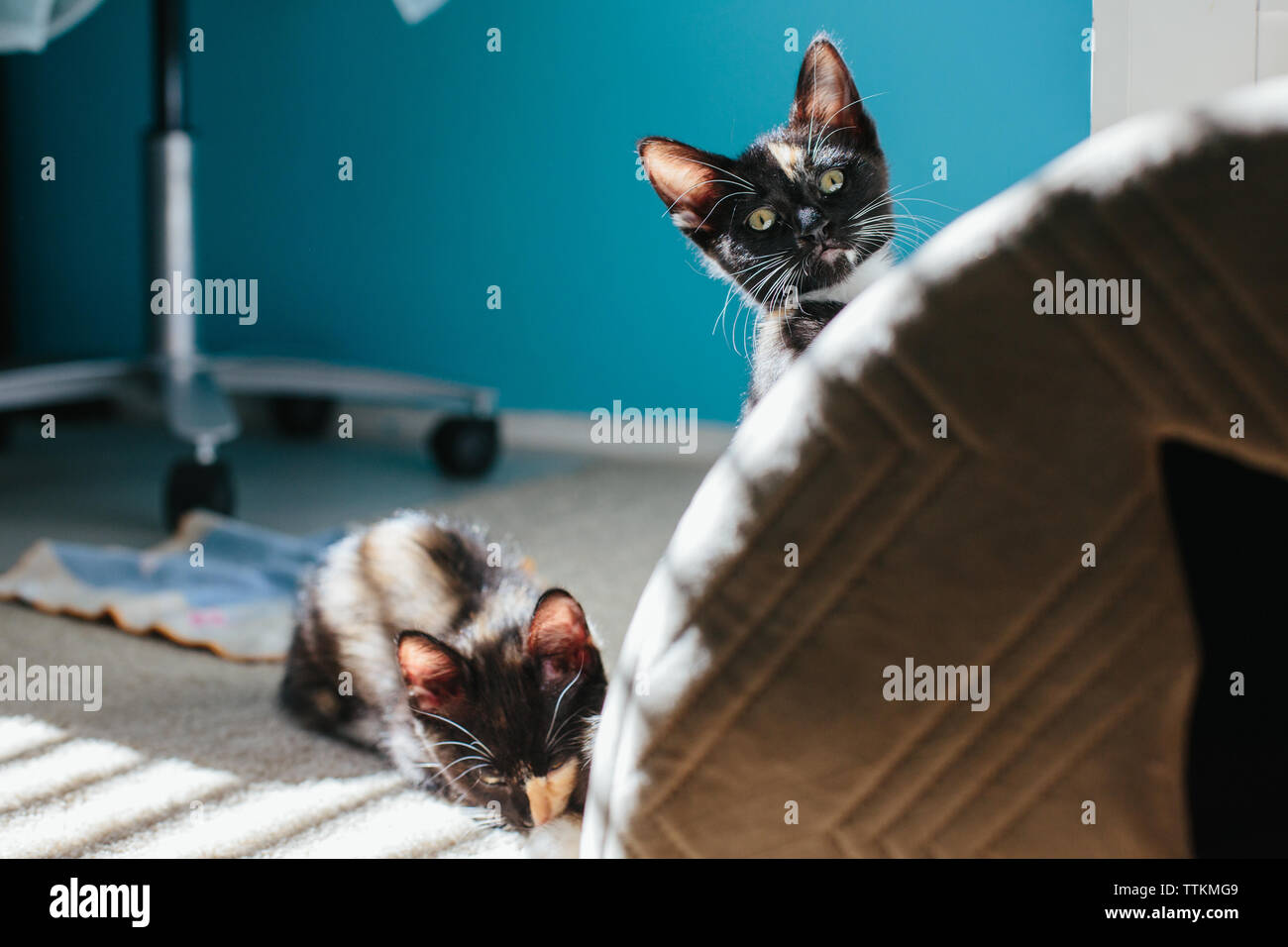 One kitten peeks over a cat house while the other smells its foot Stock Photo