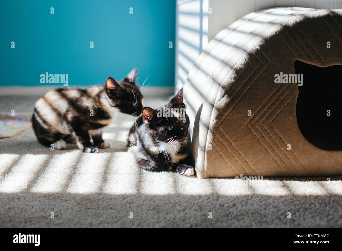 Two kittens together and one smells the back of the other Stock Photo