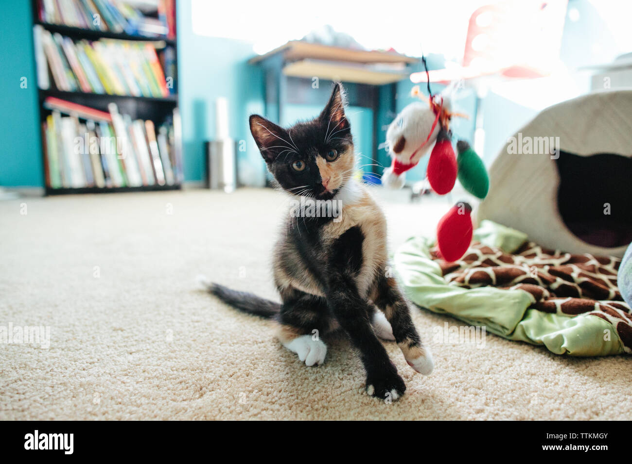 Kitten looks at camera while cat toy is near its face Stock Photo