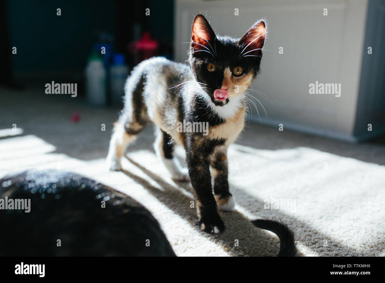 Kitten sticks tongue out at the camera Stock Photo