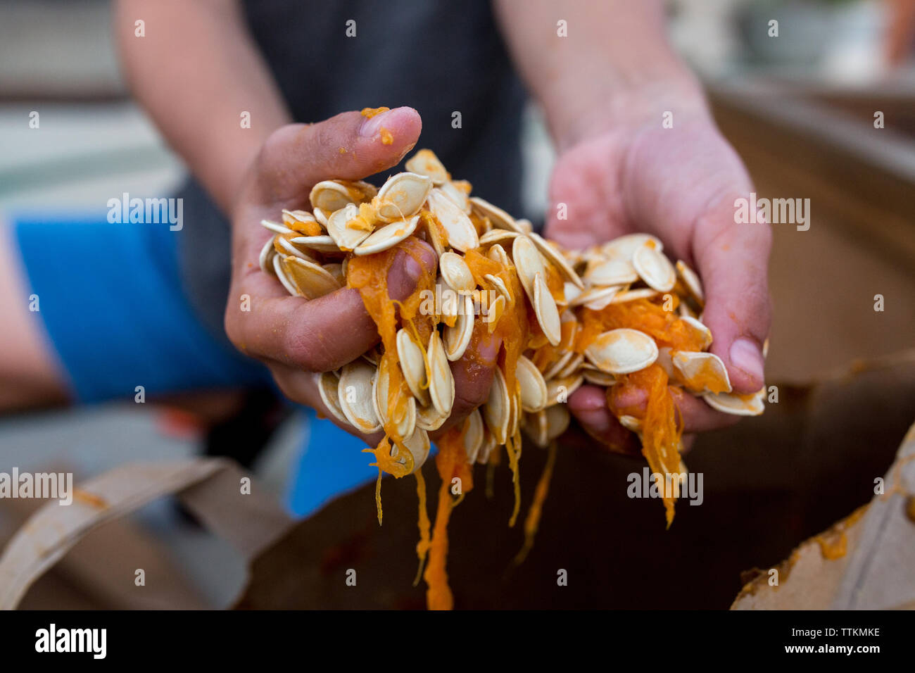 Close up of hands holding pumpkin seeds from inside of pumpkin Stock Photo