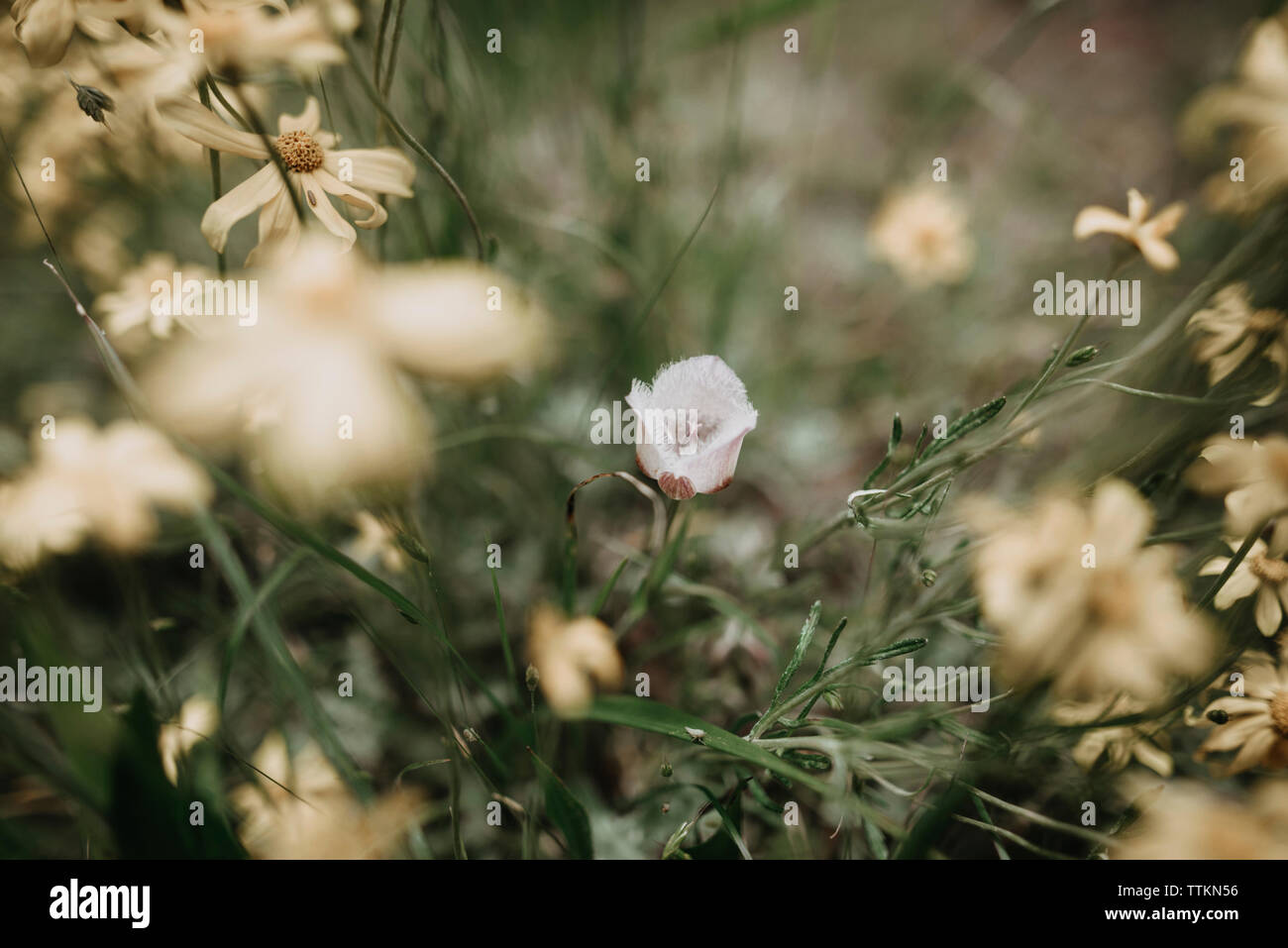 Wildflowers in field high hi-res stock photography and images - Alamy