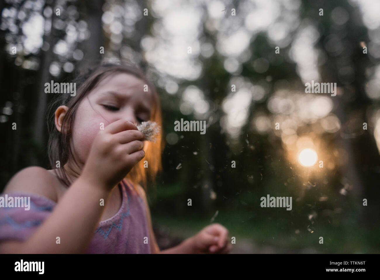 Dandelion field flower hires stock photography and images Alamy
