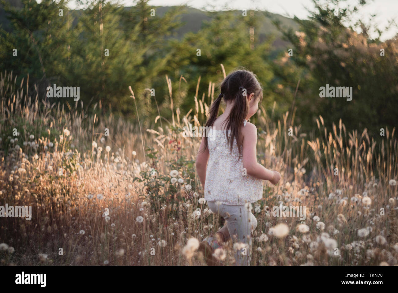 Girl with pigtails walking amidst dandelion field Stock Photo