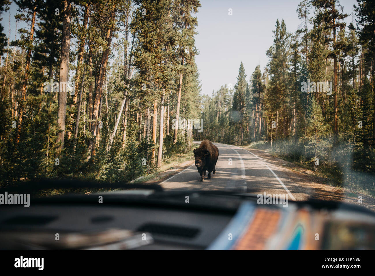 American bison on road seen through car's windshield at Yellowstone National Park Stock Photo