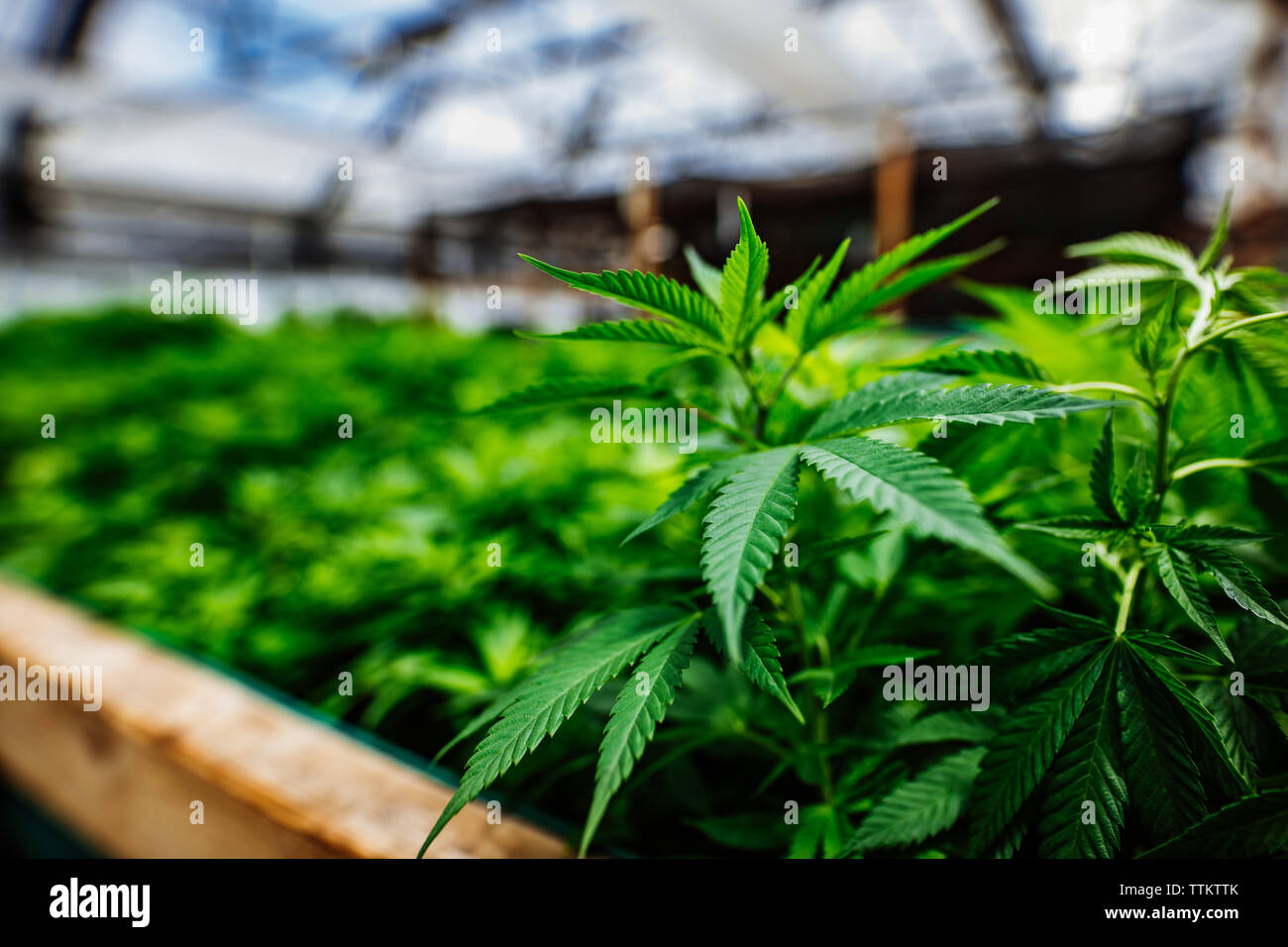 Cannabis homegrown in a greenhouse Stock Photo