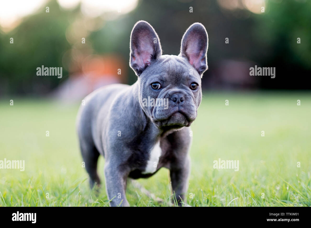 Close-up portrait of French Bulldog standing on grassy field Stock Photo