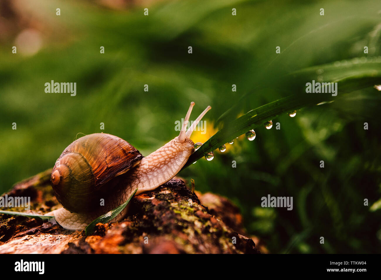 Close-up of snail on wet leaf during rainy season Stock Photo