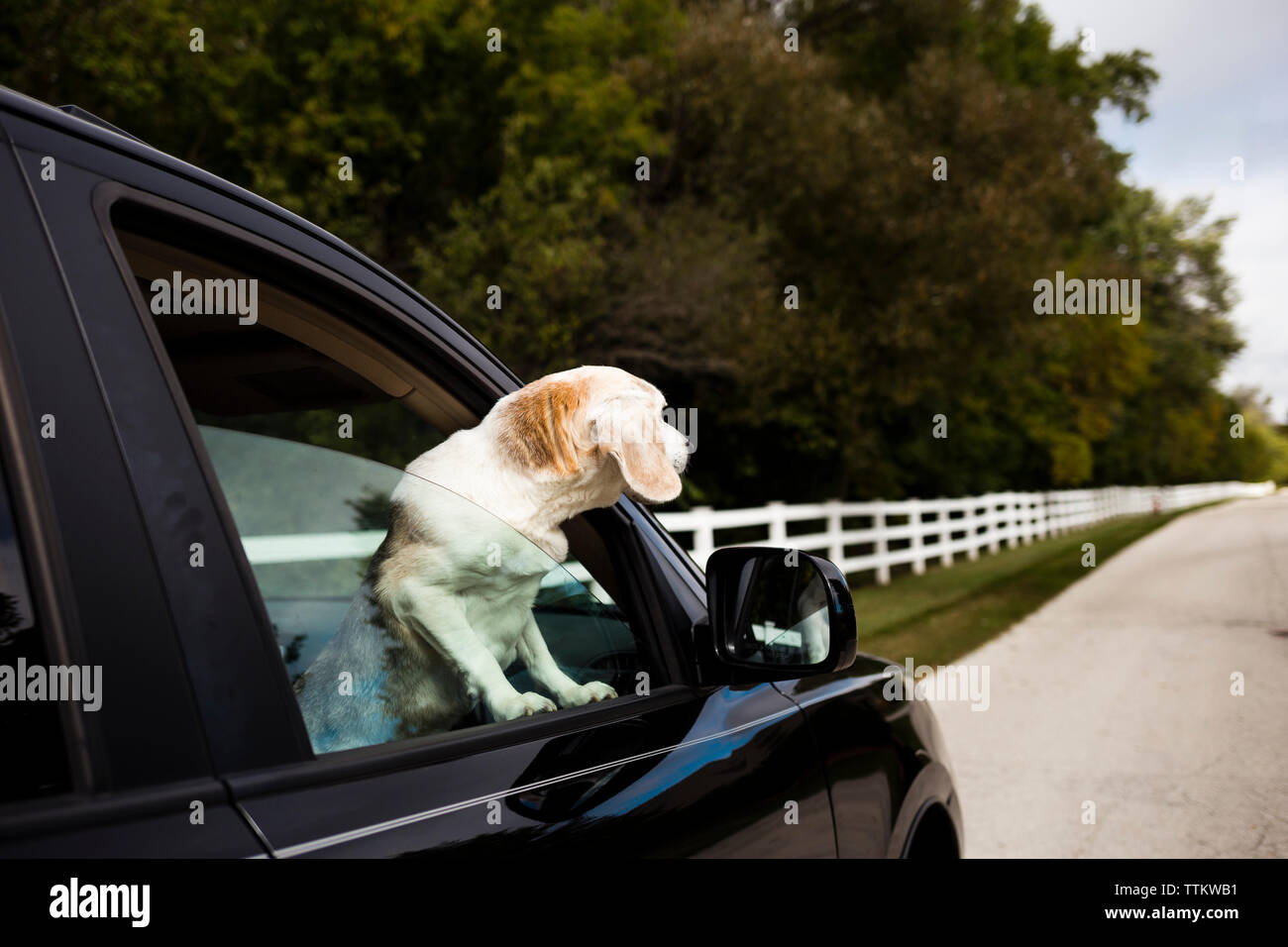 White dog at the window hires stock photography and images Alamy