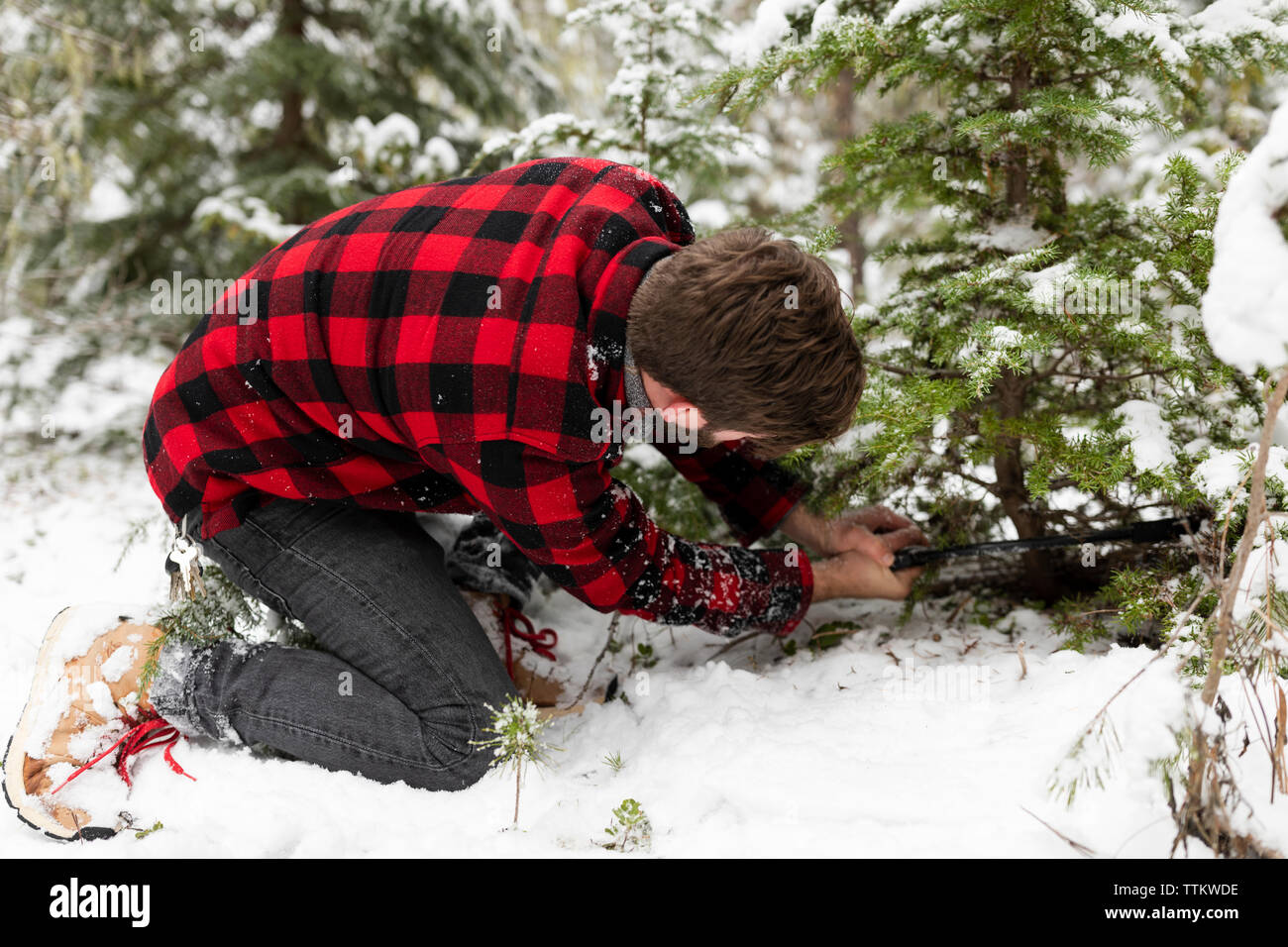 Cutting down tree hires stock photography and images Alamy