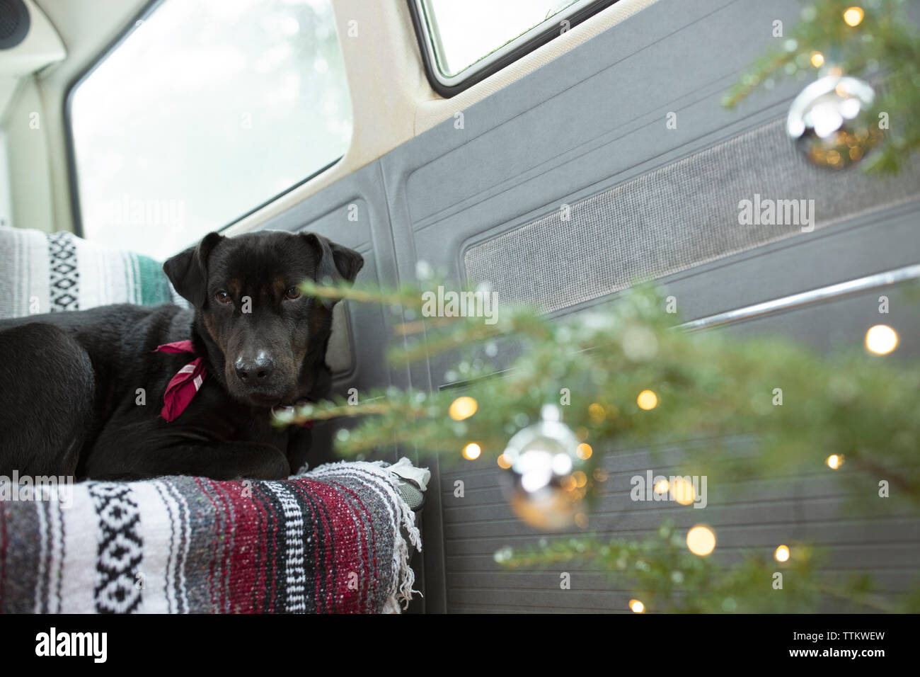 Dog laying on blanket covered seat in front of Christmas tree Stock ...