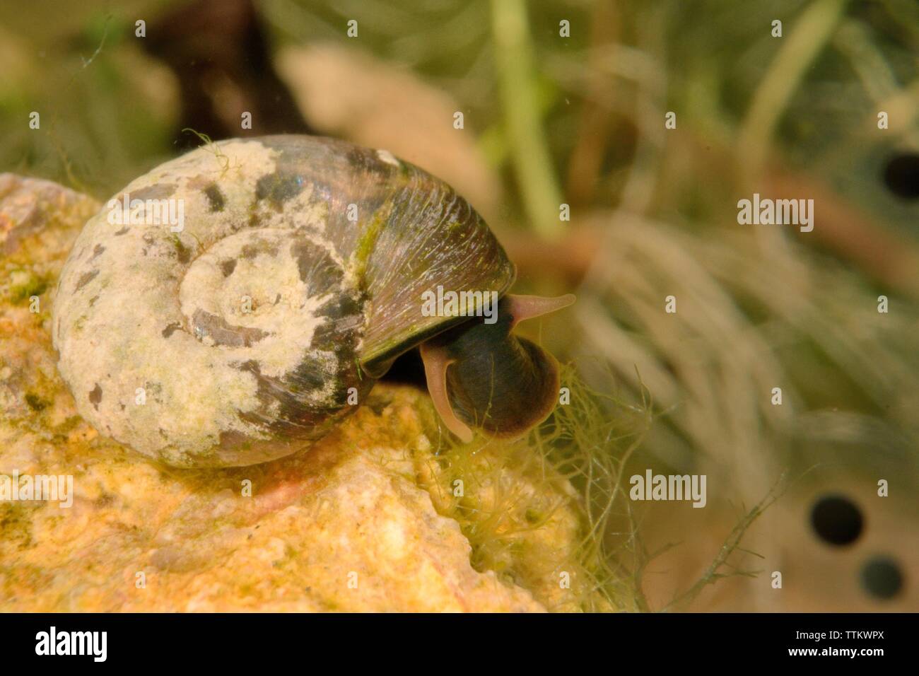 Smooth ramshorn snail (Gyraulus laevis) grazing algae from a rock in a garden pond, Wiltshire, UK, March. Stock Photo