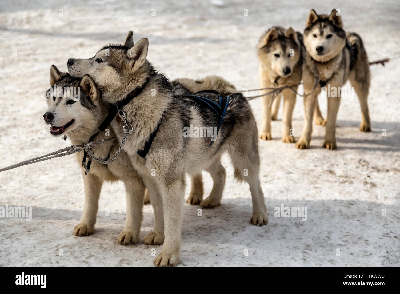 Sled Dogs standing on snowy field Stock Photo