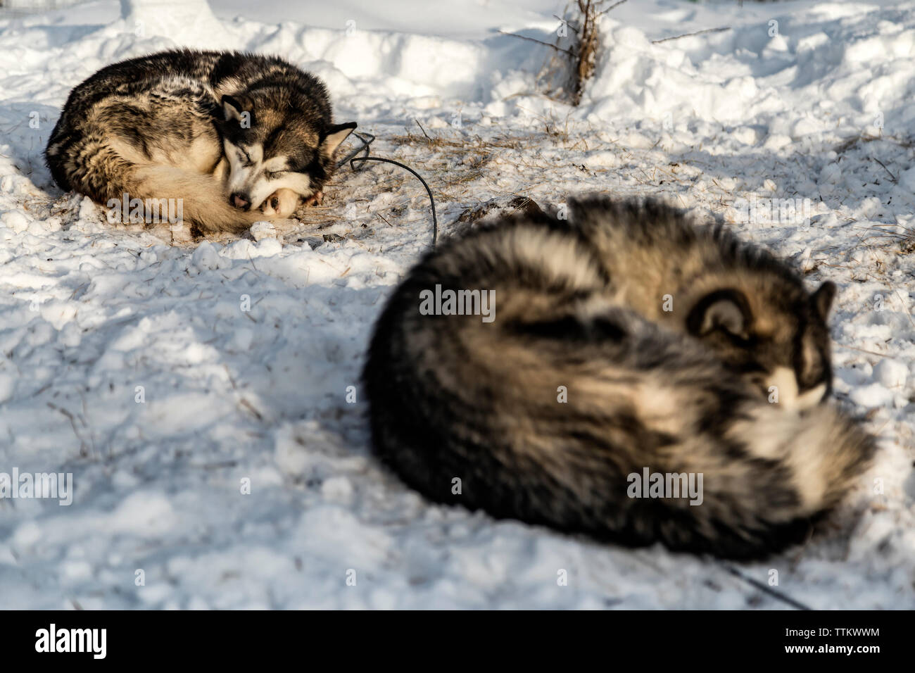 Siberian Huskies sleeping on snowy field Stock Photo