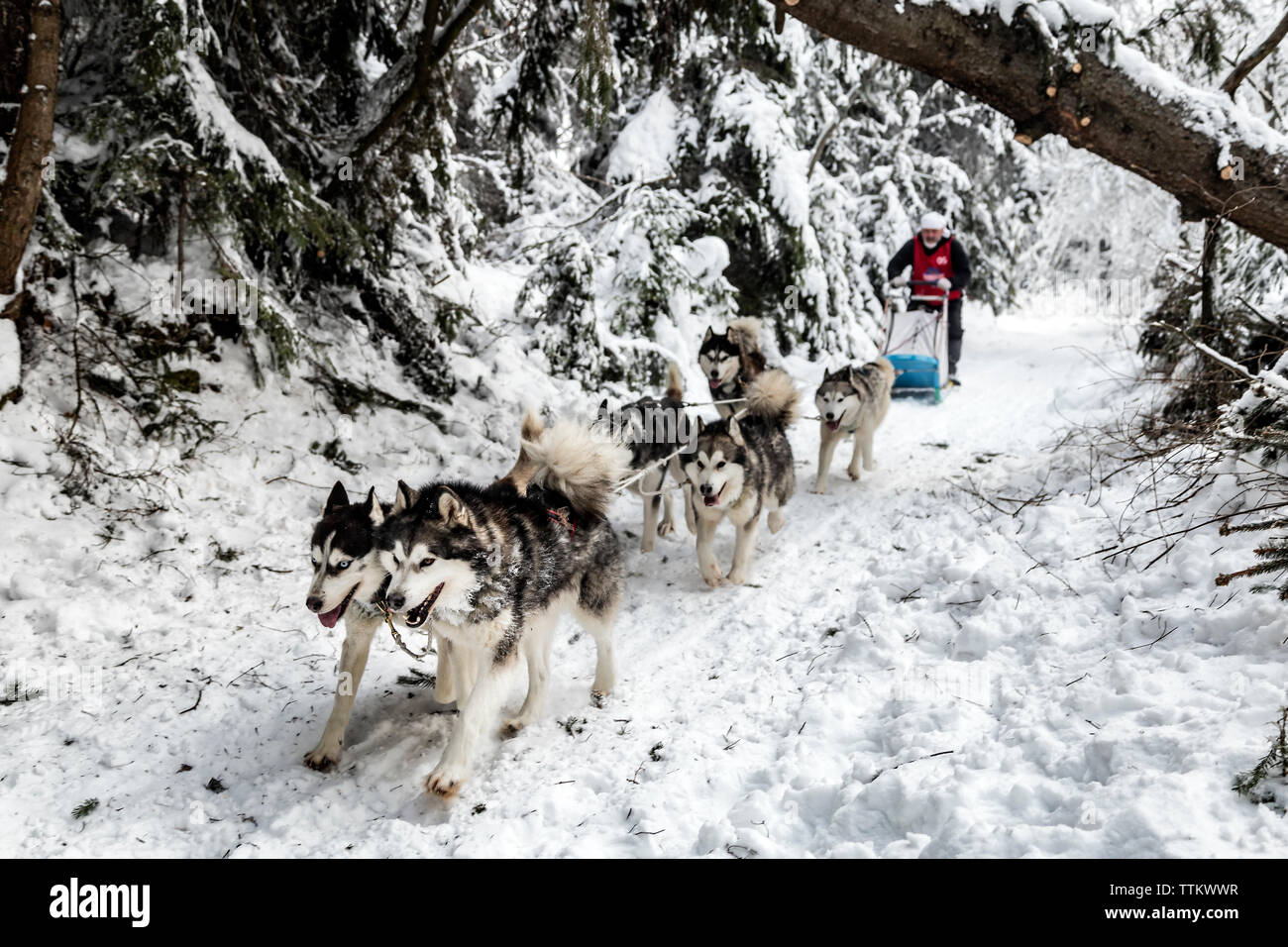 Man dogsledding amidst trees on snowy field Stock Photo