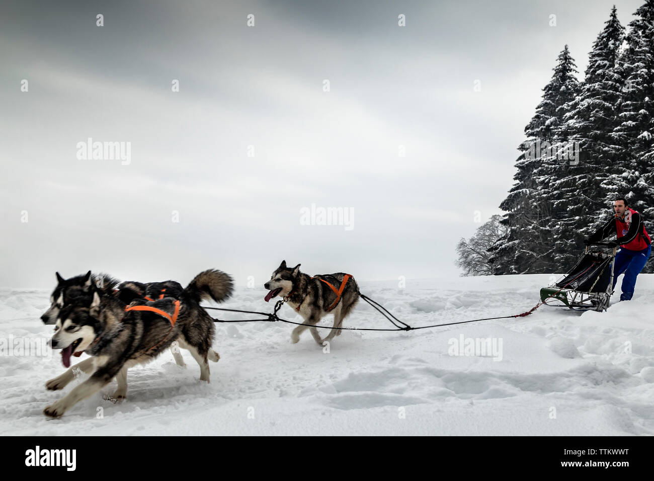 Man dogsledding on snowy field against sky Stock Photo