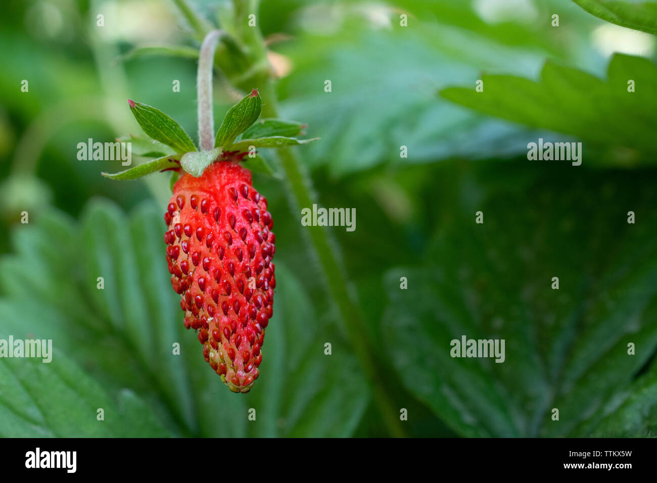 Red strawberry sweets hi-res stock photography and images - Alamy