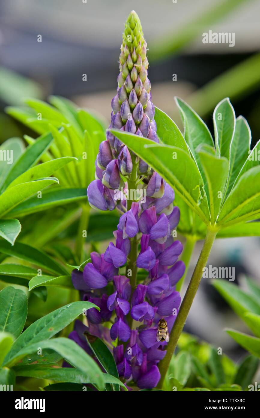 Lupinus 'Gallery Blue Shades' Stock Photo