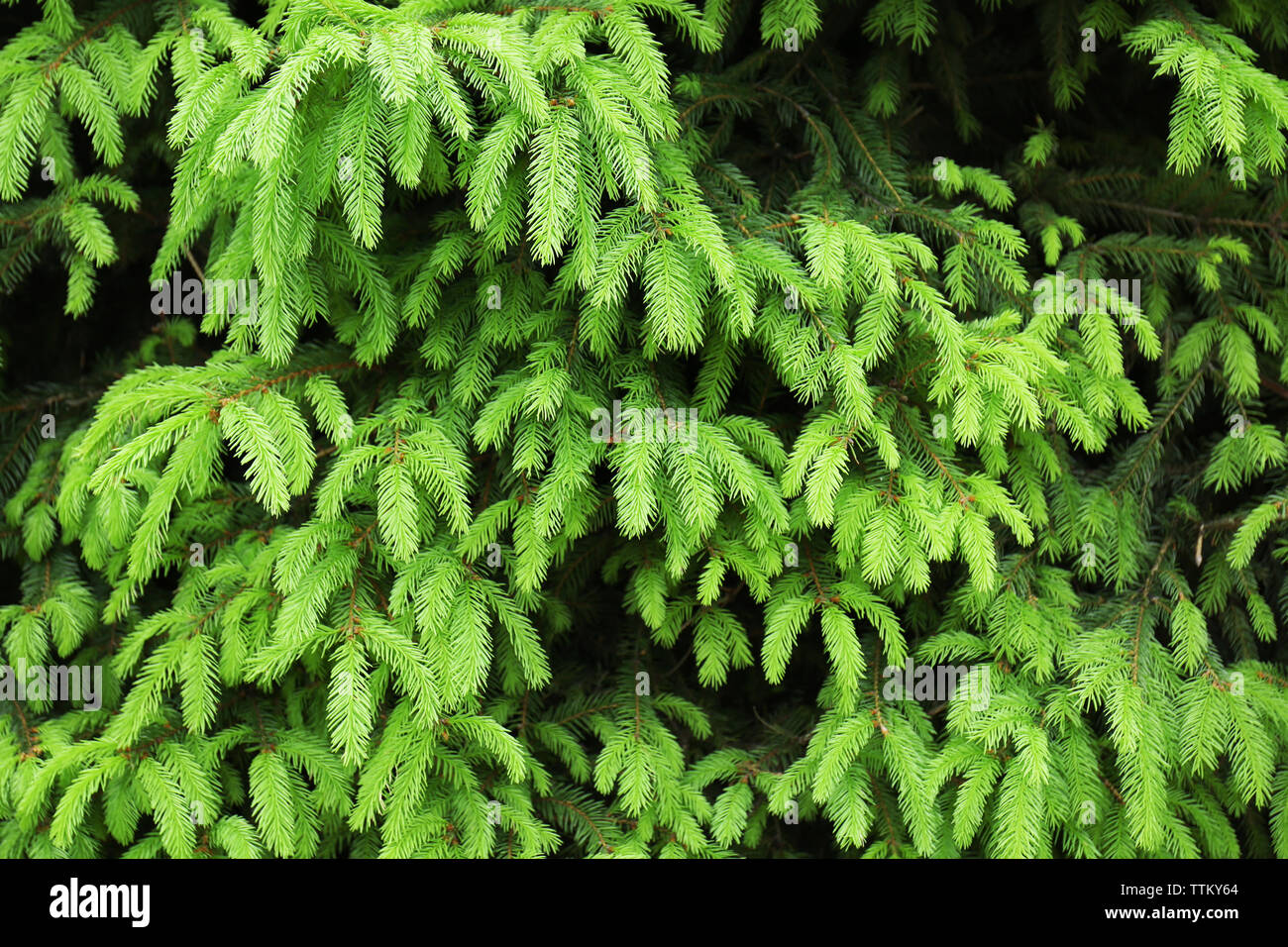 Green bush background Stock Photo - Alamy