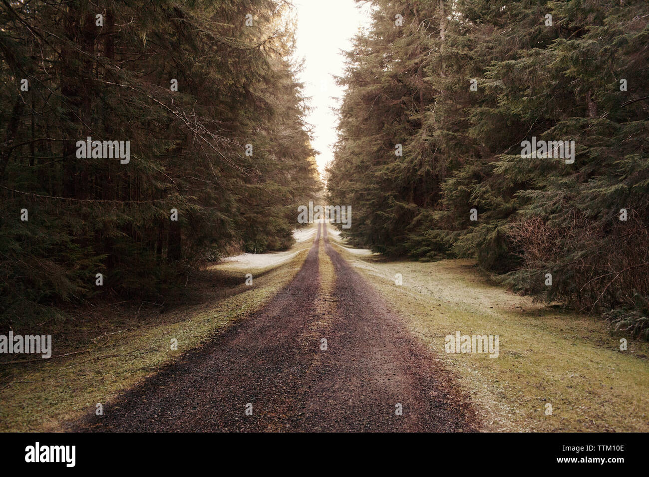 Empty dirt road amidst trees Stock Photo - Alamy