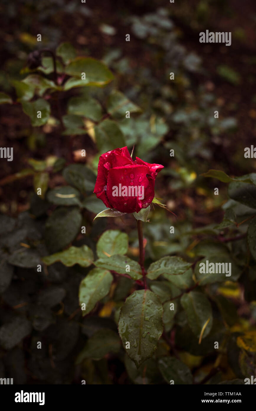 Wet red rose close hi-res stock photography and images - Alamy
