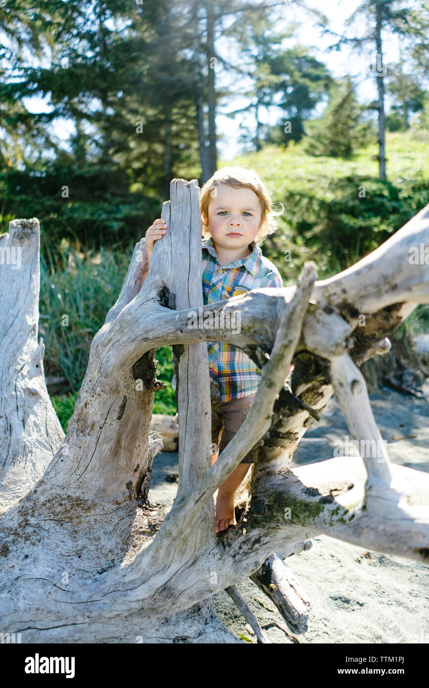 Portrait of cute baby boy standing by driftwood at beach against trees during sunny day Stock Photo