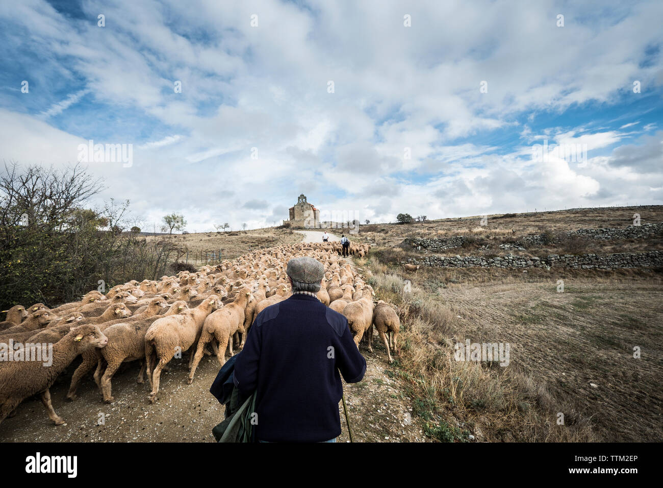 Walking shepherd hi-res stock photography and images - Alamy