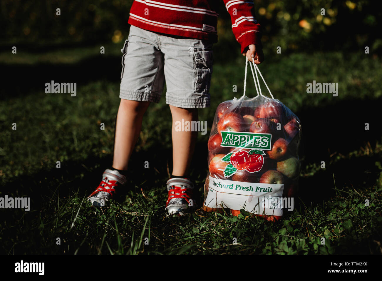 Low section of boy carrying apples in bag while standing on grassy field Stock Photo