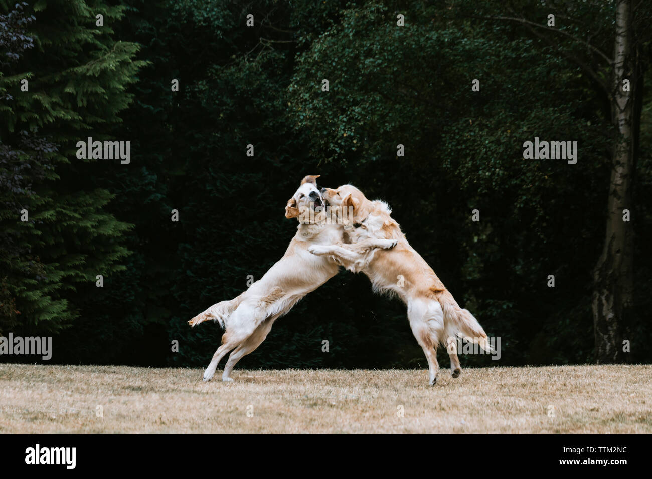 Full length of dogs playing on field in park Stock Photo