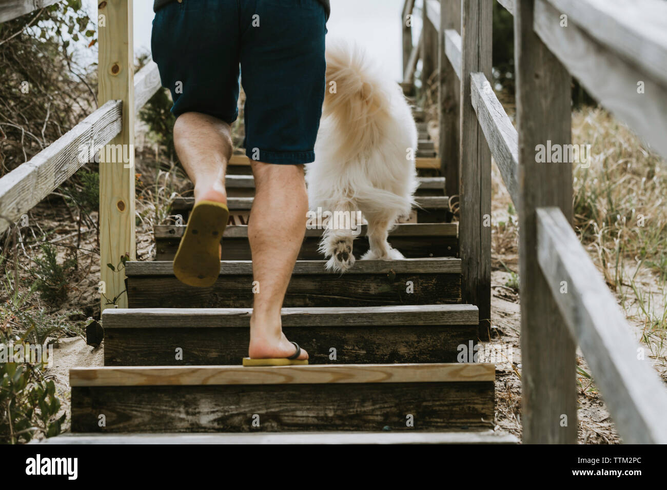 Low section of man with dog moving up on steps Stock Photo