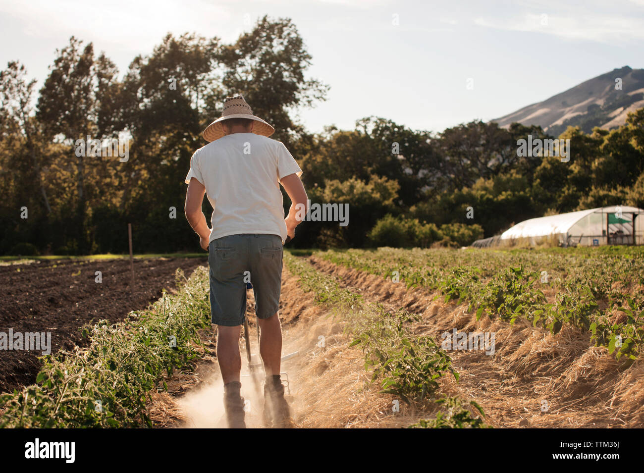 Rear view farm worker holding hi-res stock photography and images - Alamy