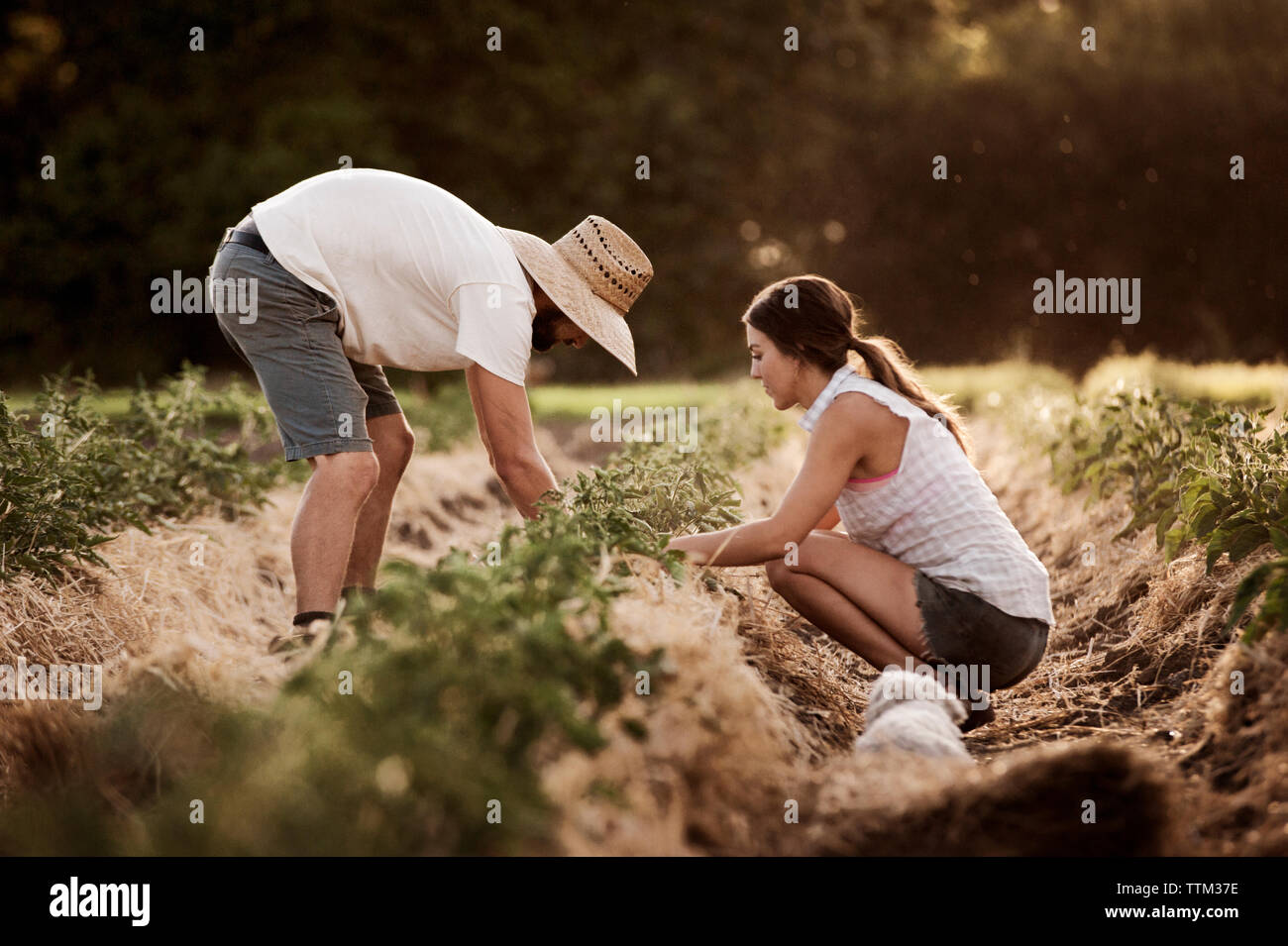 Side view of male and female farmers working on field Stock Photo