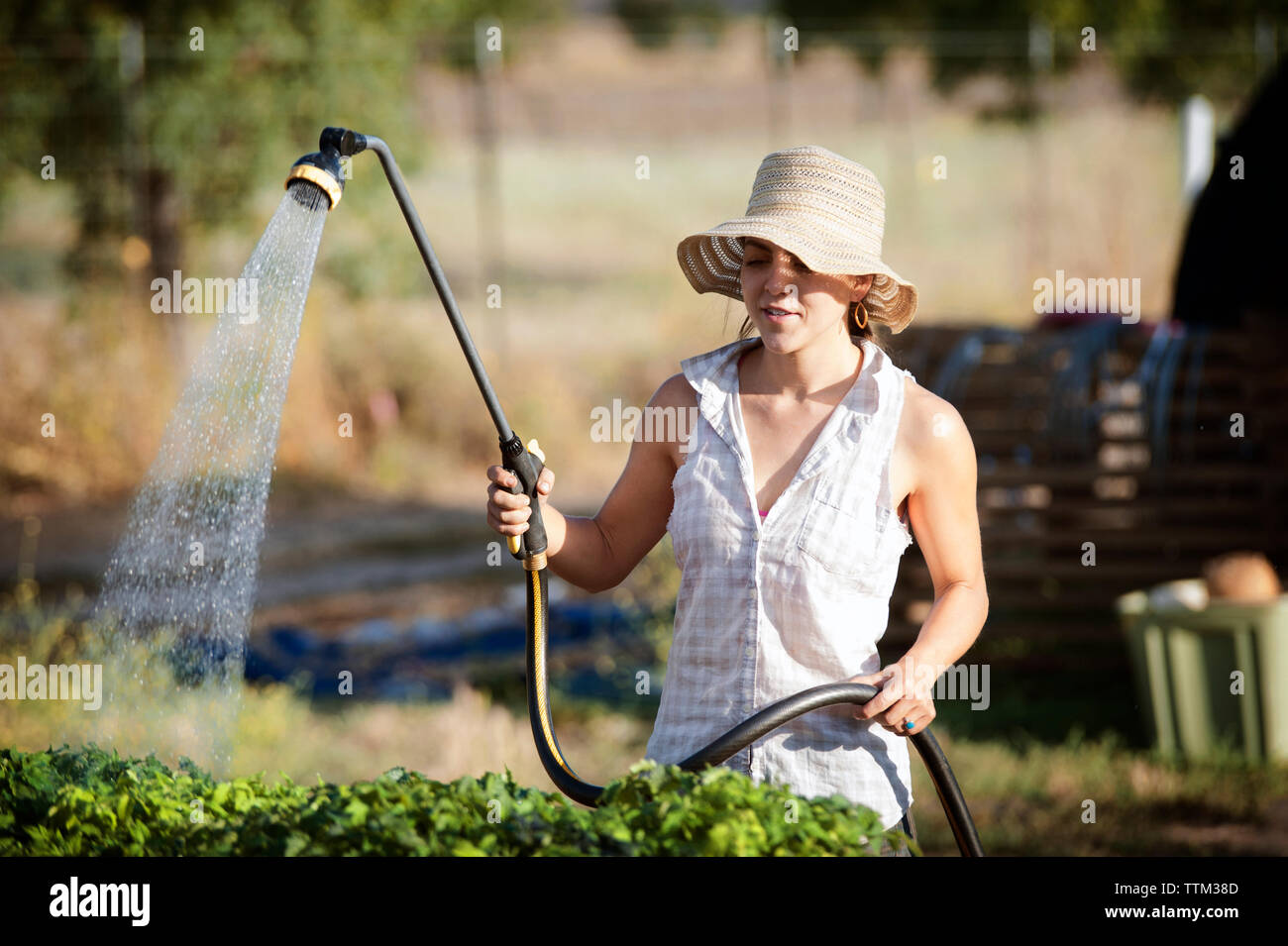 Young female farmer watering plants on field Stock Photo