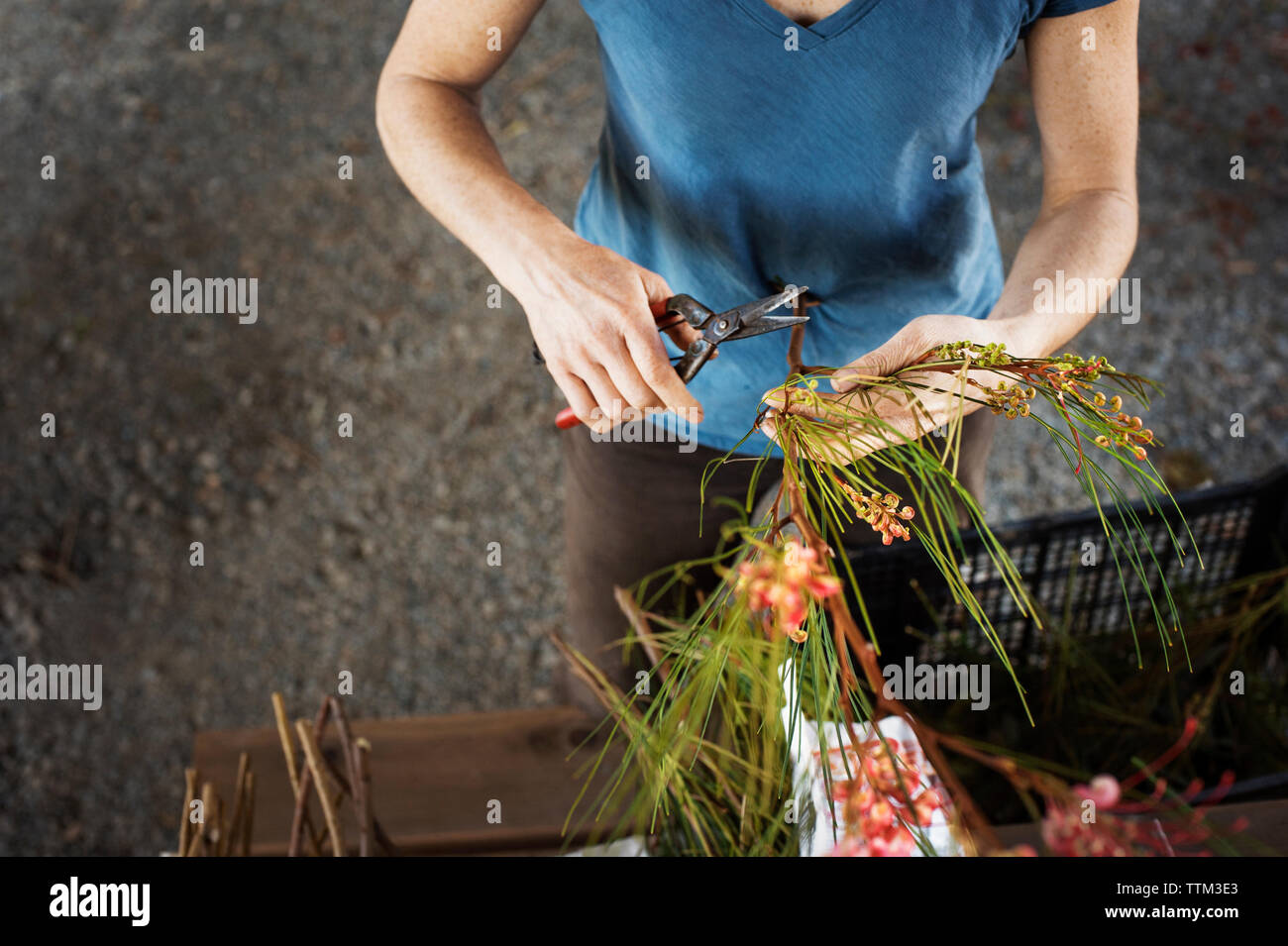 High angle view of farmer cutting flower stems at farm Stock Photo